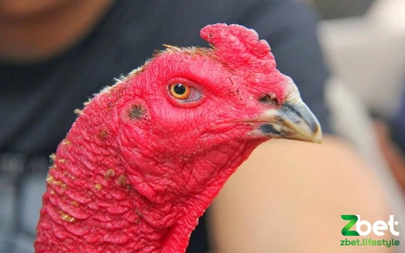 Anh em ưu tiên chọn gà có tướng mắt sâu, mí mỏng