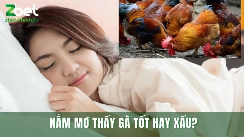 Giải mã mơ thấy gà là điềm lành hay dữ