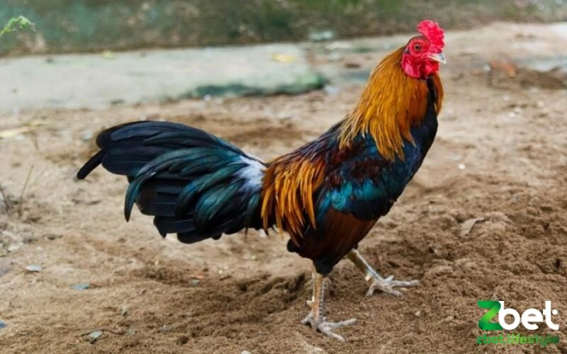 Lựa chọn chiến kê có dáng đứng bệ vệ, tự tin