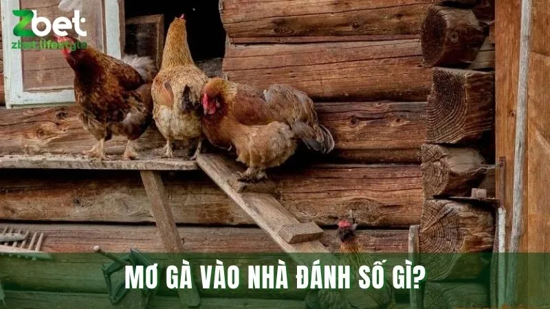 Mơ thấy gà đánh con gì trường hợp gà vào nhà