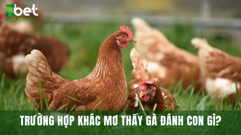 Những trường hợp khác khi mơ thấy gà cùng số may mắn